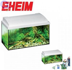 Aquarium für Einsteiger