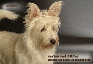 CaniVaris Basic Rassenbestimmung Mischlingshund
