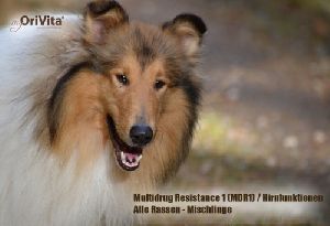 MDR1-Defekt-Medikamentenunverträglichkeit