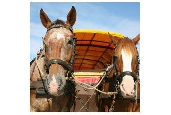 Firmenanzeige Hammans Freizeit GmbH