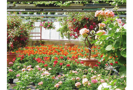 Firmenanzeige Hydrokultur Gärtnerei Emmerling