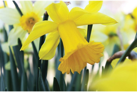 Firmenanzeige Klaus Michael - Gärtnerei