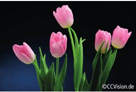 Firmenanzeige Blumen Trimborn