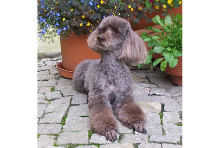 Firmenanzeige Conny''s Hundesalon Rassehunde Mischlinge Katzen