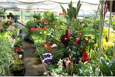 Firmenanzeige Blumen Götz