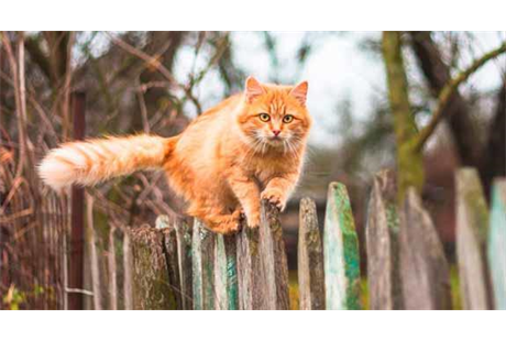 Firmenanzeige Heide-Distler Carmen Dr.med.vet.