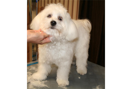 Firmenanzeige Andrea''s Hundeoase