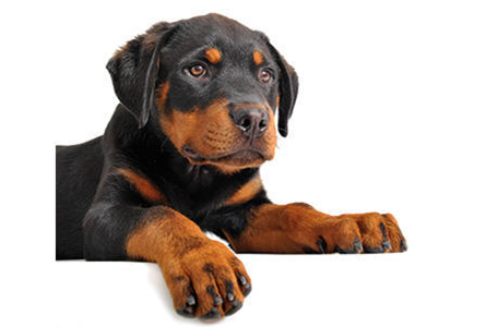 Firmenanzeige Klemt Antje Dr. med. vet.