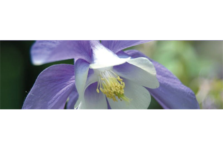 Firmenanzeige Blumen Niehüser