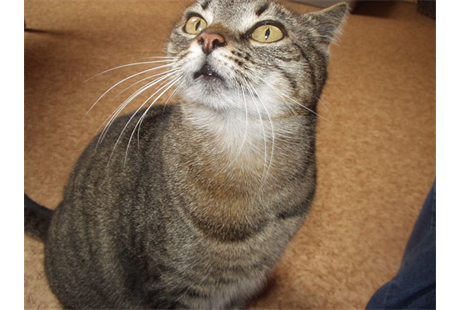 Firmenanzeige Katzenpension Müller