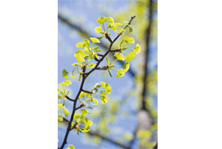 Firmenanzeige Chemnitzer Forst- und Landschaftsservice