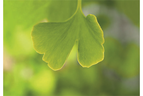 Firmenanzeige Naturheilpraxis Pfister-Stößel