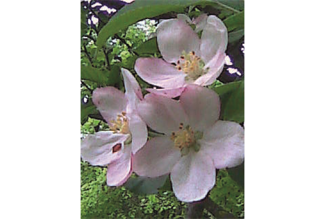 Firmenanzeige Naturheilpraxis Alexandra Tremel (HP)