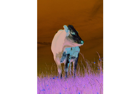 Firmenanzeige Folwarczny Johannes Dr.