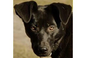 Firmenanzeige HUNDETALENTE