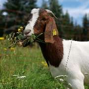 Beckers SchaZiLa - LOGO