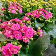 Blumen Block - LOGO