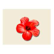 Carmen Schardig - LOGO