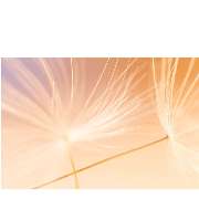 Dein Wegbegleiter bei Krebs - LOGO