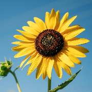 Die Goldene Sonnenblume - LOGO