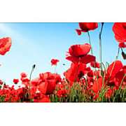 Die Herz-Apotheke - Logo der Die Herz-Apotheke