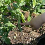 Die Waldwichtel - Kindertagespflege Claudia Gruschwitz - LOGO