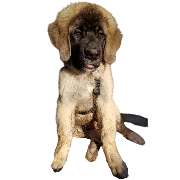 Esthers tierische Biberstube Hundefriseur - LOGO
