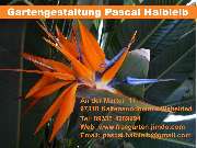 Logo - Gartengestaltung Pascal halbleib