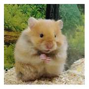 goldige Hamster nrw - LOGO