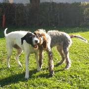 H.O.N.A.S - Mobile Hundeschule - 38