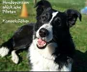 Logo - Hundepension glückliche Pfoten