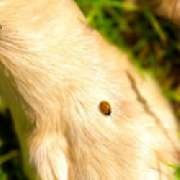Hundeschule dogsandyou - LOGO