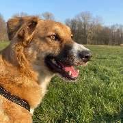 Hundeschule Thea Grothe - LOGO