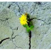 Jörg V. Schöpe u. Gabriele Schöpe Praxis f. Naturheilkunde - LOGO