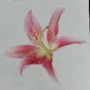 Kosmetik Natural Beauty - LOGO