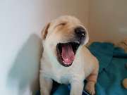 Labradorzucht Labbiesoflove - 1