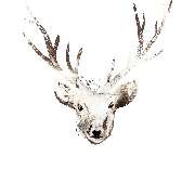 Patronus Trauungen – Freier Redner aus Düsseldorf - für die emotionalen Momente im Leben - Logo