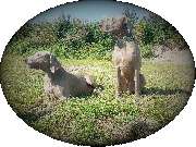 Logo - pocherts-tiernahrung.com