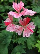 Logo - Ralf Paul Pelargonien