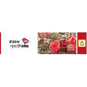 Rosen-Apotheke - Logo der Rosen-Apotheke