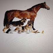 Logo - Tierernährungsberatung