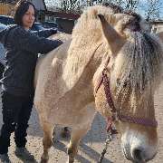 Tierphysiotherapie/-osteopathie & Tierheilkunde Melanie Schleich-Marder - LOGO