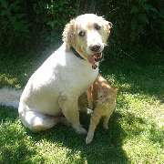 Logo - Unsere kleine Tierpension