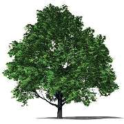 Wolfgang Schauer Garten- und Landschaftsbau - LOGO