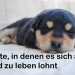 hundefreundliche stadt
