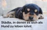 hundefreundliche stadt
